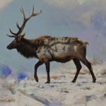 Rocky Mountian Elk by Andrew Denman