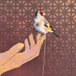European Goldfinch by Andrew Denman