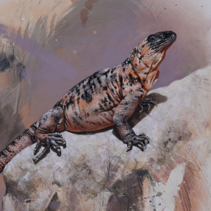 San Esteban Chuckwalla by Andrew Denman