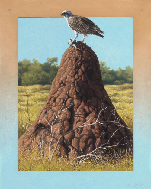 Osprey on Termite Mound by Andrew Denman