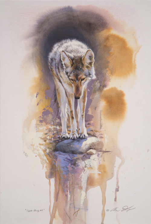 Coyote Study by Andrew Denman