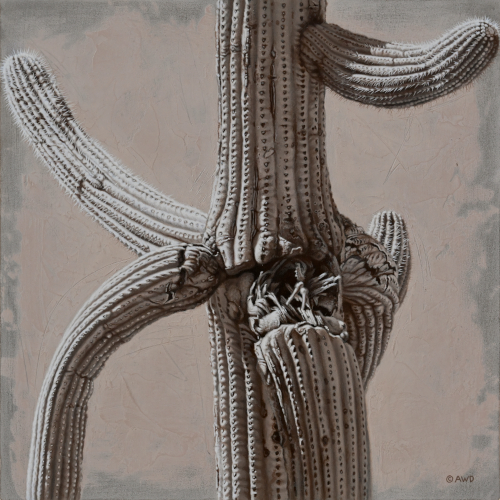Saguaro Cactus by Andrew Denman