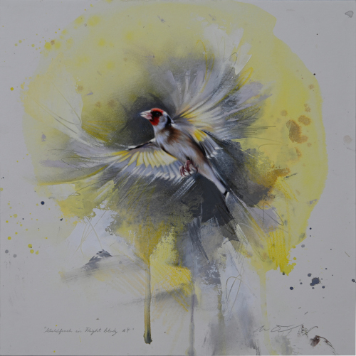 European Goldfinch by Andrew Denman
