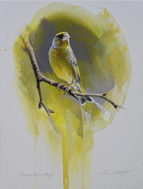 Green Finch by Andrew Denman