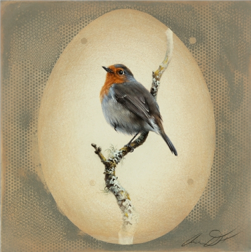 European Robin by Andrew Denman