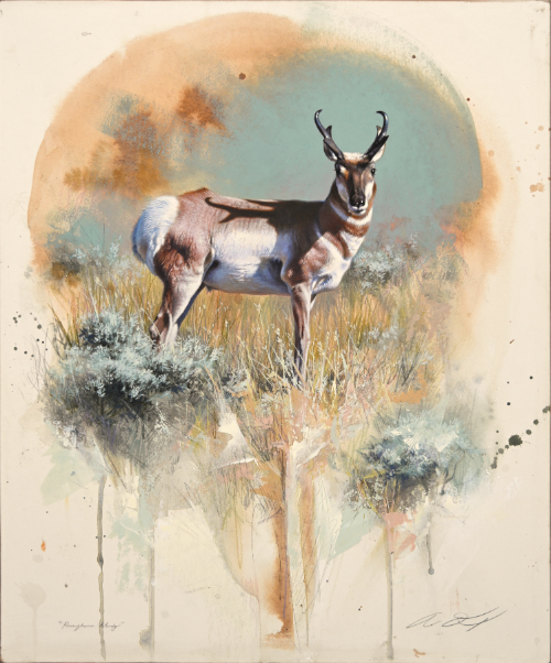 Pronghorn Antelope by Andrew Denman