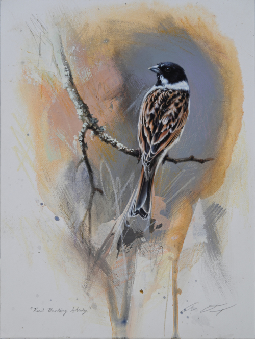 Reed Bunting by Andrew Denman