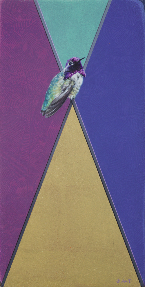 Costa's Hummingbird by Andrew Denman