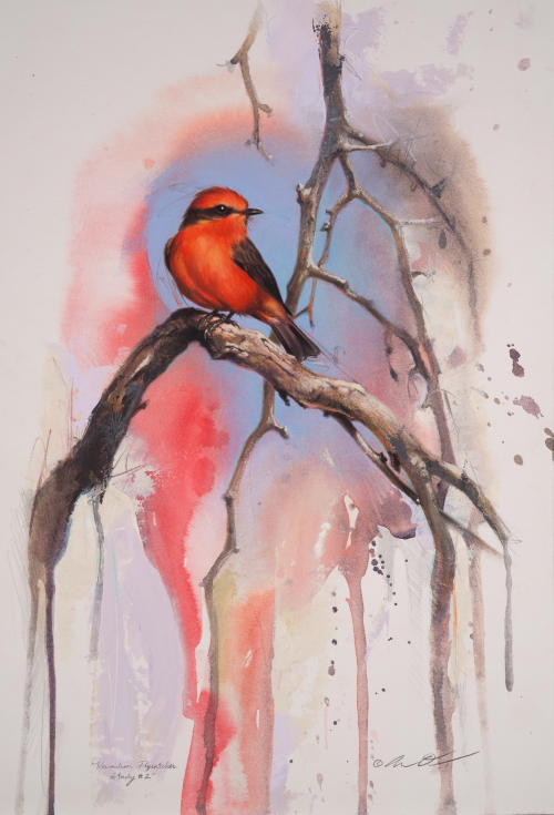 Vermilion Flycatcher by Andrew Denman